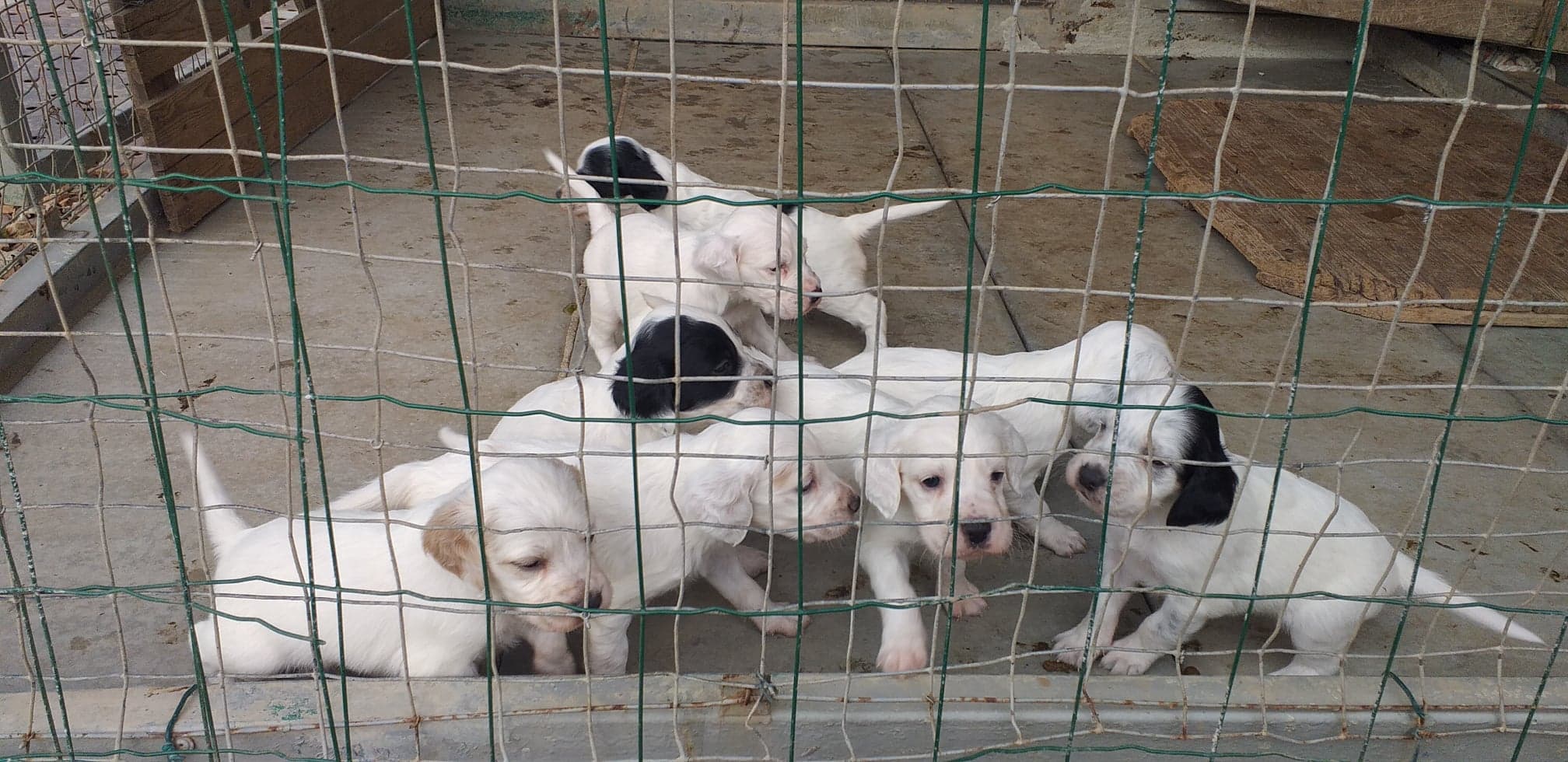Truffaut Chiot Disponible La Ville Du Bois
